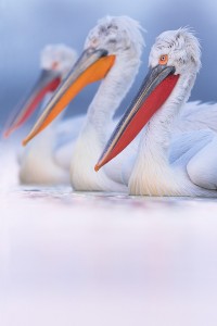 Three in a row. Dalmatian pelicans have a range of bill colours with the reddest bills belonging to the birds in prime breeding condition. Here three birds lined up beautifully showing the difference in colours.