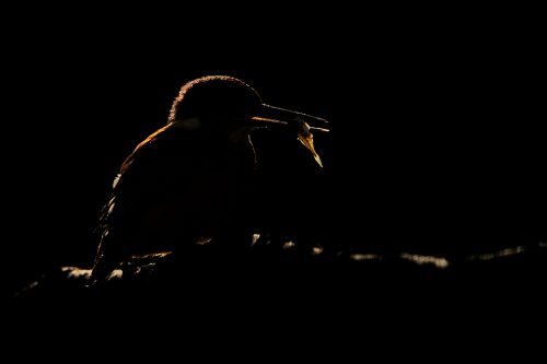 Rim-lit Kingfisher. Typically kingfishers fly away to dense cover to consume their catch, which makes getting clear images very tricky! This time though he perched just a few metres in front of where I was hiding and proceeded to whack the fish against the thick branch. With beautiful early morning light filtering through the branches, I chose to underexpose the scene by 3 stops and make the most of the golden rim light. Sheffield, UK.