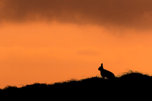 Mountain Hare Silhouette. As the sun started to drop, the hares became much more active, socialising and moving around to feed. This offered some great opportunities to silhouette them against the gorgeous sunset. Derbyshire, Peak District National Park.