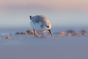 Sanderling foraging on the Lincolnshire mud flats. Whilst out photographing grey seals over the winter months I spent some time on the mud flats photographing waders. By lying completely still and flat on the sand the birds eventually got used to me and began to hunt for grubs just a few metres away. This Sanderling seemed completely oblivious to me, passing within touching distance.