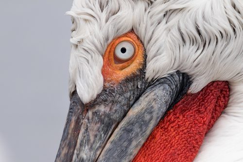 Dalmatian Pelican on Lake Kerkini in Northern Greece. Daily feeds by the local fisherman offered some incredible opportunities to get up close and personal with these stunning birds. Here I used my telephoto lens at f/11 to pick out the fine details and ensure everything was tack sharp. I love the simplicity of images like this, focusing on shape, colour and fine detail rather than the wider view.