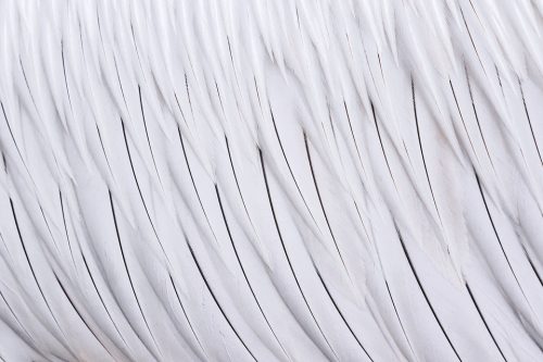 Detailed close up of the stunning black and white plumage of an adult Dalmatian Pelican. The birds were so habituated in some areas they came close enough to capture wide angle and fine detail images.