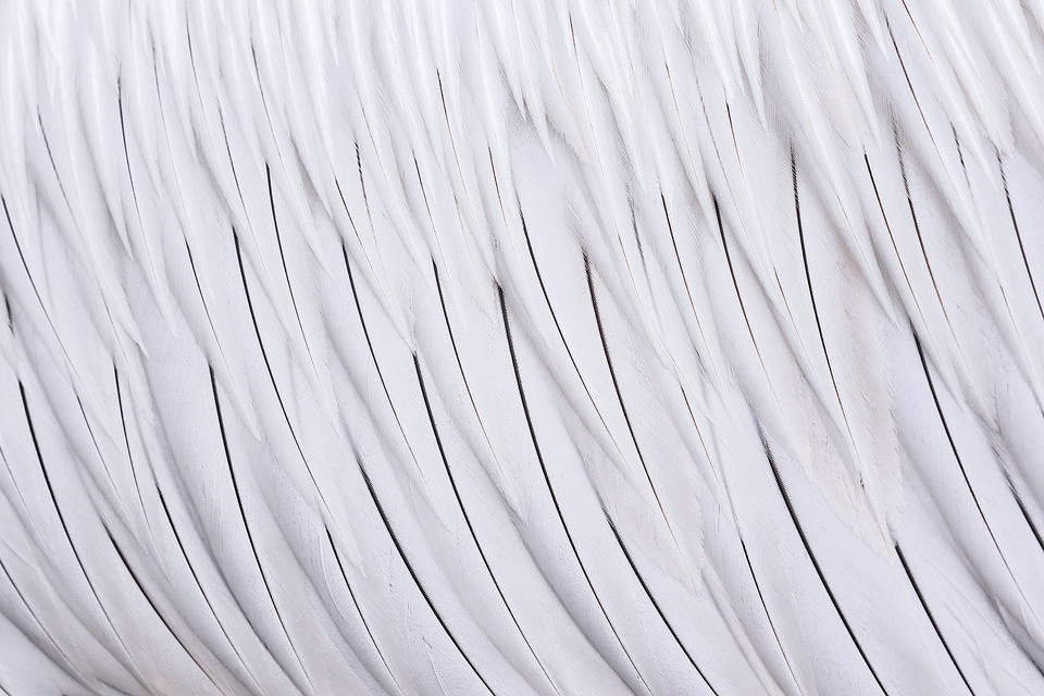 Detailed close up of the stunning black and white plumage of an adult Dalmatian Pelican. The birds were so habituated in some areas they came close enough to capture wide angle and fine detail images.