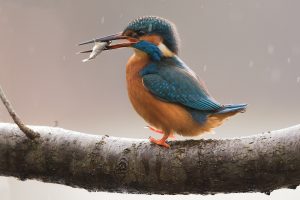 Kingfisher With Fish. As I sheltered from the rain under some dense vegetation, this kingfisher returned to perch just a few metres in front of me with his catch. The glow from the low winter sun and falling rain created a beautiful background for a series of detailed portraits.