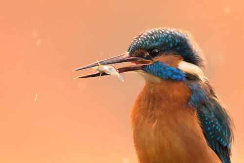 Kingfisher close up. Male kingfisher up close and personal! As I sheltered from the rain under some dense vegetation, this kingfisher returned to perch just a few metres in front of me with his catch. The glow from the low winter sun and falling rain created a beautiful background for a series of detailed portraits. Sheffield, UK.