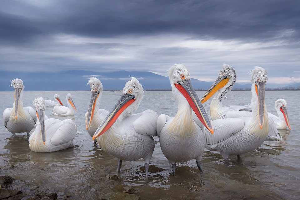 In some areas the pelicans were so habituated that they would come within a couple of metres of us, allowing for some wide angle images. This one was taken at 16mm and looks just like they could be posing for the latest album cover!