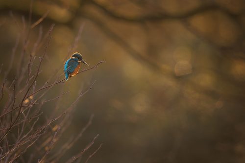 This may be a bit of a marmite image but I've been working on including more negative space and habitat in my wildlife images. This male kingfisher was illuminated beautifully by the last rays of the setting sun with the dappled backlight creating some nice bokeh.