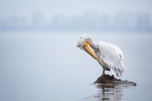 Dalmatian pelican preening on the edge of an artificial island, created specifically to help increase breeding success. Lake Kerkini, Northern Greece.