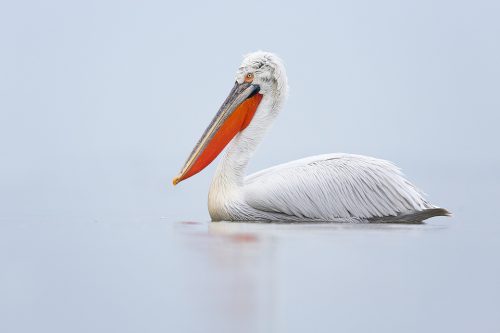 Dalmatian Pelican on Lake Kerkini in Northern Greece. These stunning birds have been in serious decline in recent years but thanks to conservation efforts the population has seen a substantial increase. This classic portrait was taken on a very foggy and dull day that was perfect to show off the elegance of these striking birds.