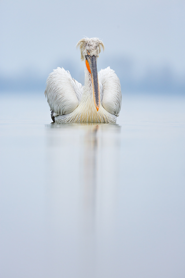 Dalmatian pelican in aggressive pose after seeing off a competitor. Despite the lack of sunshine during the week, we were blessed with several very calm days that were perfect for reflections.