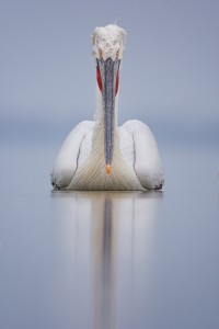 Dalmatian pelican staring straight down the lens. Despite the lack of sunshine during the week, we were blessed with several very calm days that were perfect for reflections.