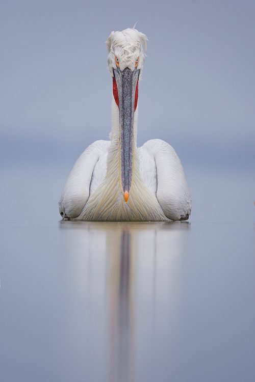 Dalmatian pelican staring straight down the lens. Despite the lack of sunshine during the week, we were blessed with several very calm days that were perfect for reflections.