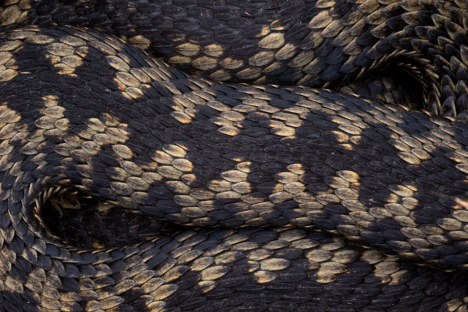 Male Adder, Peak District National Park. One of my favourite projects in early spring is to see how the local population of Adders are doing. Despite the nationwide decline, the Peak District remains a firm stronghold for the UK's only venomous snake. This stunning male was basking in some low vegetation by the path so I used my long lens to capture some abstract compositions.