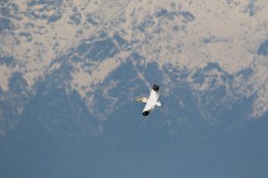 Great white pelican flying past the snow capped mountains surrounding Lake Kerkini in Northern Greece.