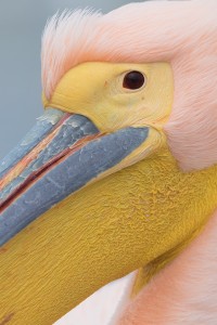 Rosy Pelican close up showing feather and bill details. Lake Kerkini, Northern Greece. Alongside the Dalmatian Pelicans we spent some time photographing the small population of Rosy Pelicans. There were far less of these gorgeous pink pelicans, so they did seem to get a bit of a raw deal when squabbles over fish occurred!