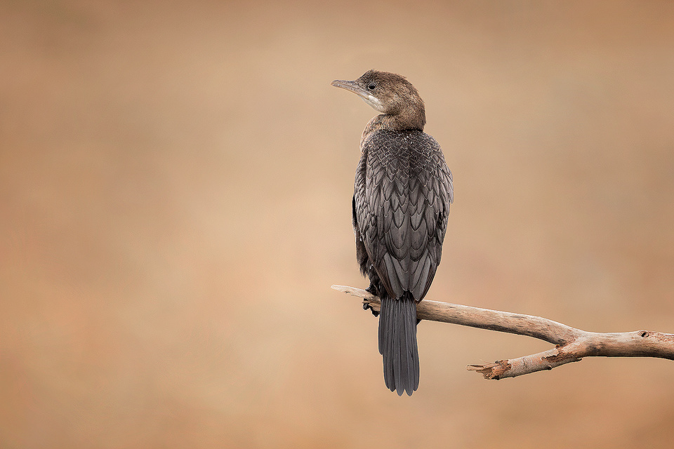 Pygmy Cormorant resting on an old weathered tree on the shores of Lake Kerkini, Northern Greece. Lake Kerkini is regarded as one of the best birding sites in Europe, boasting over 300 different species.