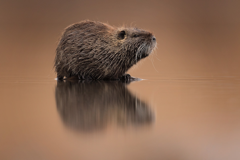 Whilst on the hunt for new and interesting local wildlife around Lake Kerkini we discovered a thriving population of Coypu. These large semiaquatic rodents can reach a metre in length and weigh up to 9kg. Originally native to South America, they have since been introduced around the world.