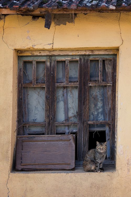 Cat in the window of an old tumbledown building. Whilst driving around Lake Kerkini one afternoon I couldn't resist stopping to capture this picture perfect scene. During my time in Greece I was surprised by the sheer number of feral cats and dogs. Despite not having owners most of them seemed to be in good health and very friendly, thanks to a government scheme. Although the dogs did keep trying to bite the car tyres as we passed!