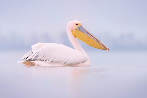 Great White Pelican or Rosy Pelican, Lake Kerkini Greece.