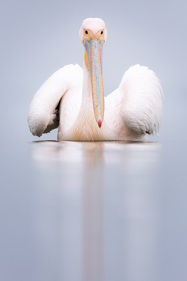 Great white pelican reflected in the calm waters of Lake Kerkini, Northern Greece. Alongside the Dalmatian Pelicans we spent some time photographing the small population of Rosy Pelicans. There were far less of these gorgeous pink pelicans, so they did seem to get a bit of a raw deal when squabbles over fish occurred! Despite the lack of sunshine during the week, we were blessed with several very calm days that were perfect for reflections.