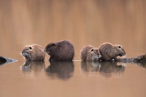 Coypu are highly sociable animals, often living in family units of 10+ individuals. This offered some fantastic opportunities to capture group images as they bonded on the old floating logs and rocks next to the reedbed.