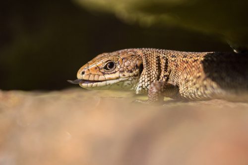 Viviparous Lizard basking in some late afternoon sunshine the Peak District. With no sense of scale these look a lot like fearsome Komodo dragons but are in fact only 10-15cm long!