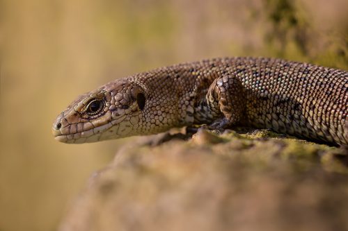 Common lizard basking in some late afternoon sunshine the Peak District. With no sense of scale these look a lot like fearsome Komodo dragons but are in fact only 10-15cm long!