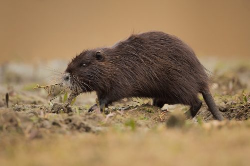 Nutria foraging on the banks of a marsh near Lake Kerkini, Northern Greece. A Coypu's diet mainly consists of aquatic plants and roots and small creatures such as snails or mussels. After grazing on the bank they take their meal into the water to wash it before eating.