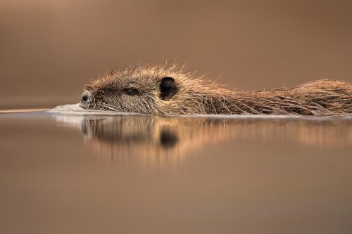 Coypu swimming through the calm waters of the reedbed near Lake Kerkini, Northern Greece. These web-footed rodents are much more agile in the water than on land and are able to stay submerged for as long as 5 minutes!