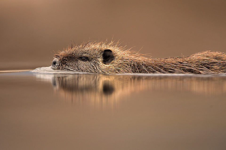 Coypu swimming through the calm waters of the reedbed near Lake Kerkini, Northern Greece. These web-footed rodents are much more agile in the water than on land and are able to stay submerged for as long as 5 minutes!