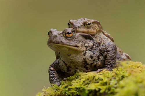 Common toads in mating embrace. Male toads often hitch a ride to the breeding pools on the backs of the much larger females. Whilst it may seem lazy, only around 1 in 5 males manage to breed, so this technique ensures the male has the best chance of mating with his chosen female. Derbyshire, Peak District National Park.