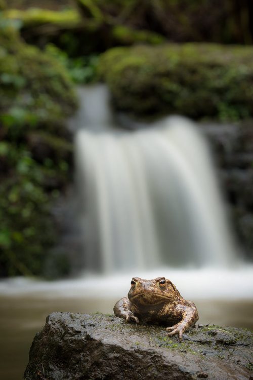 Common toad (bufo bufo) resting on a rock in front of a mossy waterfall. One good thing about all the rain during the time I spent with the toads was that it gave me the opportunity to get this image. A couple of days before it was just a trickle! Derbyshire, Peak District NP.