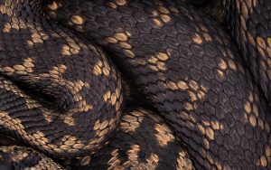 One of my favourite projects in early spring is to see how the local population of Adders are doing. Despite the nationwide decline, the Peak District remains a firm stronghold for the UK's only venomous snake. Adders can be tricky to accurately survey for, being such secretive animals. This means that it is very hard to get an accurate population estimate. These two males were basking together in an open patch near the hibernacula so I took the opportunity to take this abstract image of the two snakes twining together.