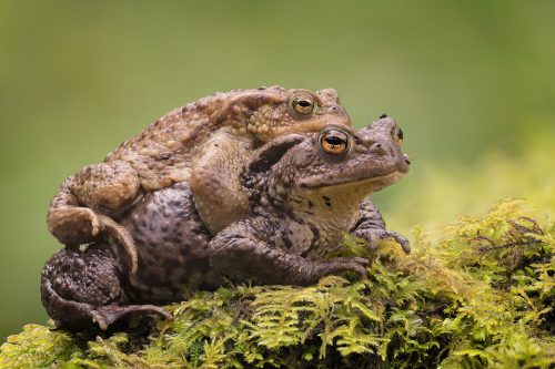 Common Toad Mating Embrace. Male toads often hitch a ride to the breeding pools on the backs of the much larger females. Whilst it may seem lazy, only around 1 in 5 males manage to breed, so this technique ensures the male has the best chance of mating with his chosen female. Derbyshire Peak District National Park.
