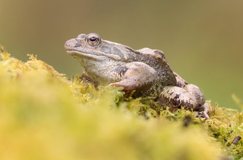 Common frog on mossy bank. I spotted this frog crossing a busy logging track, so I picked it up out of harms away and placed it on the mossy edge of the spawning pool. It sat happily for some time, allowing me to capture a few images before it hopped into the water. Derbyshire, Peak District NP.