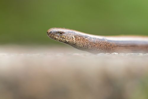 Eye level portrait of an adult slow-worm. Derbyshire, Peak District National Park. I definitely have a bit of a soft spot for herptiles and slow worms were one of the only native reptiles I hadn't ever seen in the wild, along with the very rare smooth snake. This adult obligingly posed for a series of close up portraits allowing me to get right down to eye level.