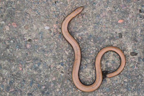 Slow-worm from above. Derbyshire, Peak District National Park. Every Spring for the last couple of years I have focused on adding to my British reptile and amphibian portfolio. Some species have been relatively easy to locate and photograph, but time and time again slow-worms had eluded me, despite extensive research and help from various experts. After countless unsuccessful trips again one year I finally found this adult slow-worm in a white peak dale. To many of you this may not be the most interesting or exciting subject but I'm thrilled to have finally seen one. Perseverance really does pay!