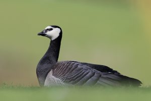 Barnacle Goose resting, Outskirts of the Peak District National Park. Barnacle Geese are typically found around coastal regions of the UK, migrating here to escape the harsh conditions in the arctic regions of Europe and Russia. However an inland lake that I often visit for waterfowl has enticed a healthy population of these pretty geese. This image was taken during a heatwave where even the waterbirds were feeling the heat, panting and flattening out their bodies in the shade.