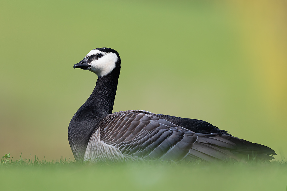 Barnacle Goose resting, Outskirts of the Peak District National Park. Barnacle Geese are typically found around coastal regions of the UK, migrating here to escape the harsh conditions in the arctic regions of Europe and Russia. However an inland lake that I often visit for waterfowl has enticed a healthy population of these pretty geese. This image was taken during a heatwave where even the waterbirds were feeling the heat, panting and flattening out their bodies in the shade.