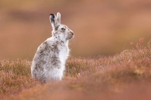 Grumpy mountain hare. This Mountain hare continually pestered one female until she'd had enough and gave him a good crack before he turned round grumpily to look at the camera! Poor guy! Here I used the low vegetation in front of me to frame the hare, contrasting the cold whites of the hare’s fur and the warm browns of the heather. Derbyshire, Peak District National Park.