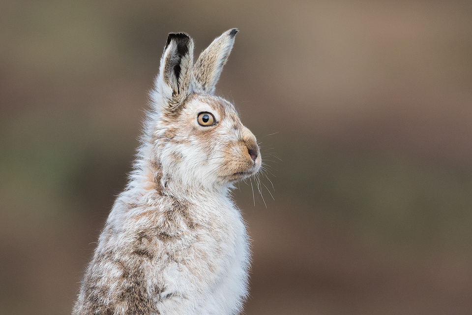Mountain hare glare. This male Mountain hare continually pestered one female until she'd had enough and gave him a good crack before he turned round rather grumpily to look at me! Poor guy! Derbyshire, Peak District National Park.