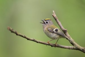 Singing Goldcrest. Derbyshire, Peak District National Park. The goldcrest is the UK's smallest bird, along with the rarely seen firecrest. Despite their tiny size they are full of character and are often seen singing with their distinctive crest raised.