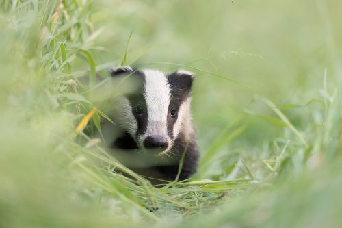 A young badger cub peering out of the long grass in a hay field. Rover, a badger cub at one of the setts I visit regularly. Whilst the other cubs don't venture far from the sett, Rover is much more confident and is usually out foraging over 1000m away, hence the name! Derbyshire, Peak District National Park.