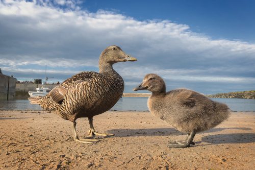 Little and large Eider Ducks. Eider duck and her duckling in Seahouses Harbour. Strangely the birds wouldn't come anywhere near my camera on a remote shutter, but as soon as I picked it up they allowed me to get extremely close to them for this wide angle image.