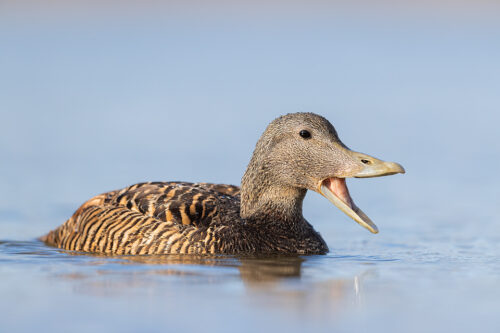 Eider Mallard stretching her beak at Seahouses harbour, Northumberland, UK. During the Summer months the harbour becomes a nursery for families of Eider ducks with the locals providing plenty of much needed food. 