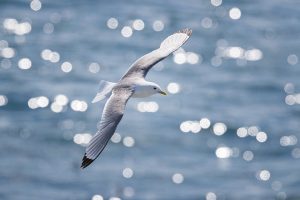 Kittiwake captured mid flight with the afternoon sunshine glistening off the water, creating a beautiful bokeh effect. These stunning birds are often overlooked in favour of the crowd pleasers, but for me their bright white plumage and red rimmed eyes make them just as interesting!