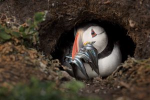 The Puffin Burrow. Puffin peers cautiously out of the burrow with a beak full of sand eels after a vicious gull attack. Puffins nest in burrows in the ground, roughly 1-1.5m long. The male birds dig the burrow using their strong bill and feet to push the soil out behind them. Puffins often return to the same burrow year after year and will defend their territory ferociously.