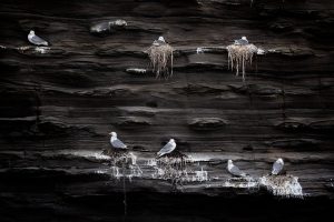 Kittiwakes nesting on sheer sea cliffs, Northumberland, UK. We had actually visited this location for some landscape photography, however I was much more taken with the nesting seabirds than the scenery here.