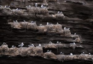 Communal Kittiwake roost on sheer sea cliffs, Northumberland, UK. We had actually visited this location for some landscape photography, however I was much more taken with the nesting seabirds than the scenery here.
