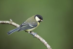 Juvenile Great Tit